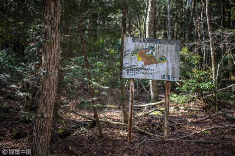 Inside Japan’s ‘suicide forest’